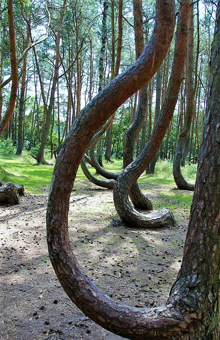 Crooked forest 866293 1280