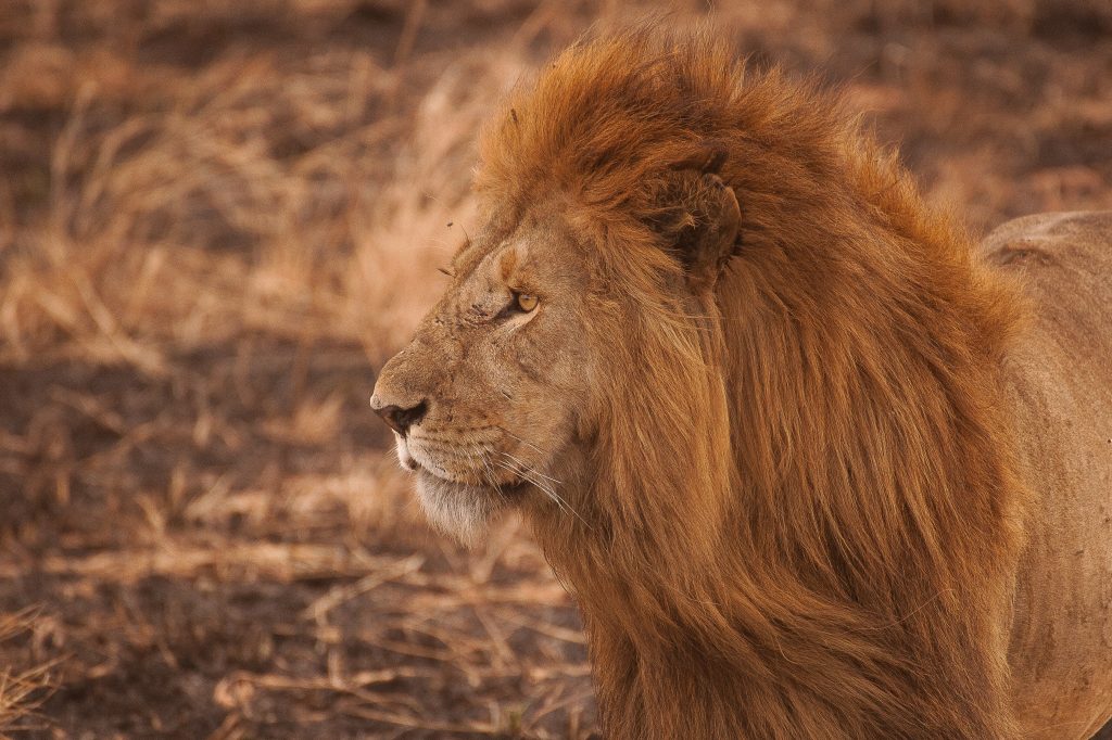 Un león salvaje en Tanzania, destino familiar en 2017.