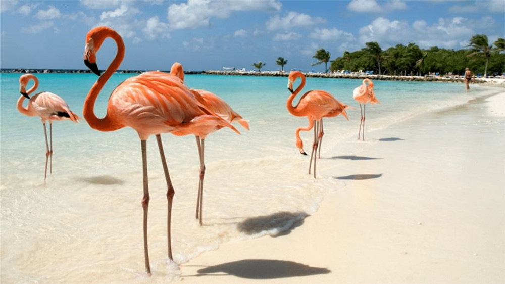 Las Bahamas y sus playas más animales