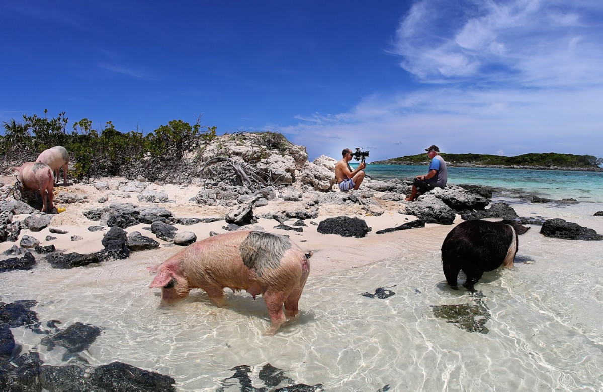 BACK exuma pigs 09