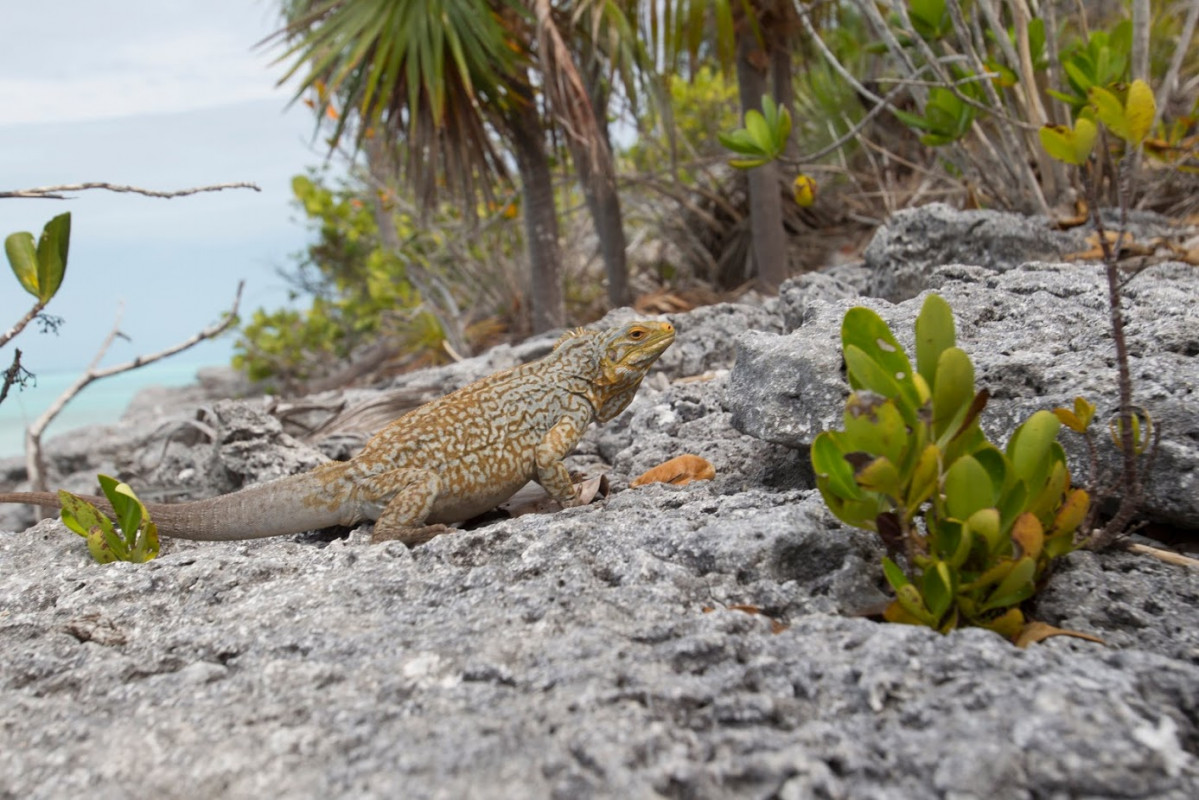 LONG Sandy Cay 010