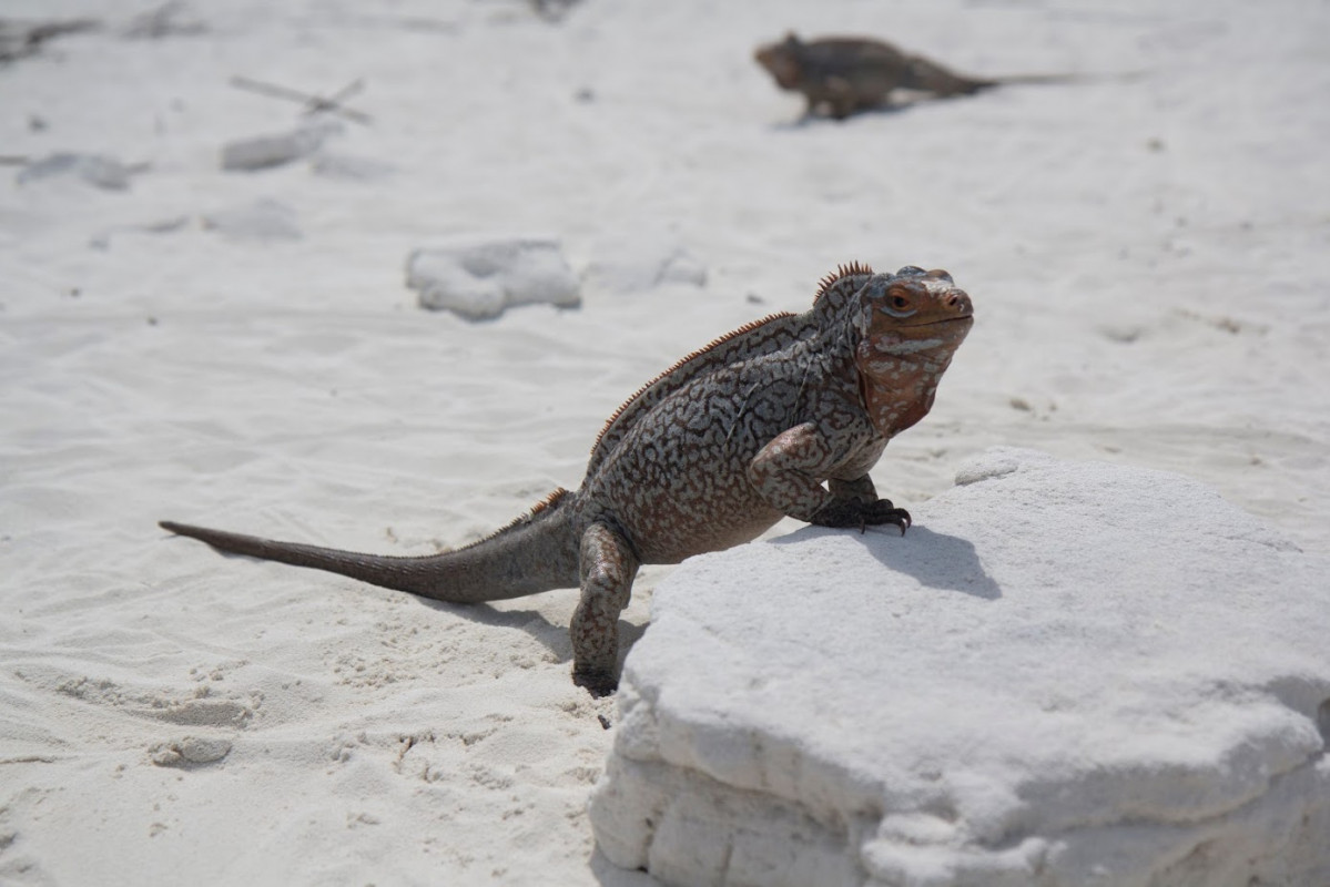 LONG Sandy Cay Iguanas 029