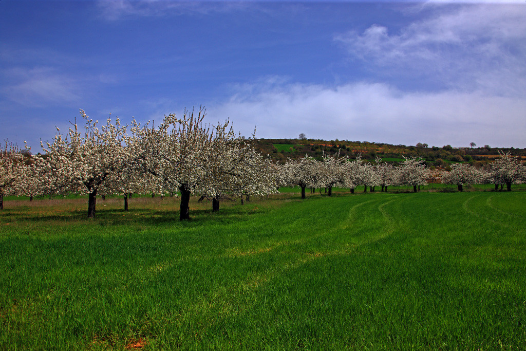 03 Cerezos en Flor