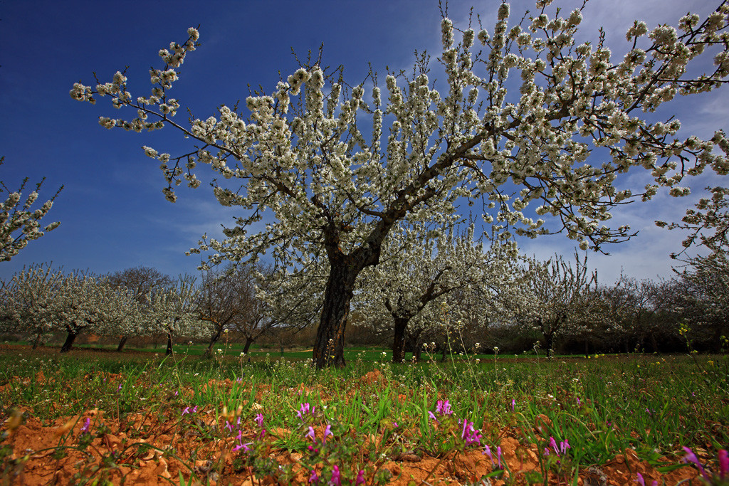 06 Cerezos en Flor