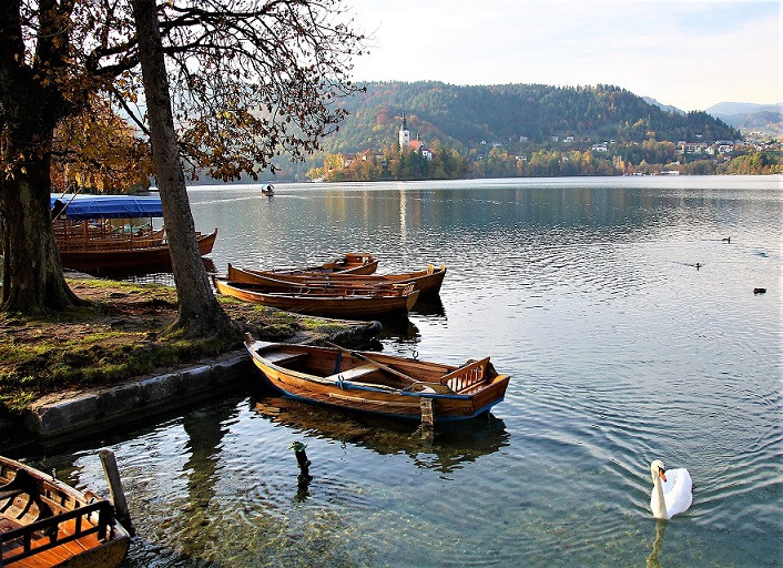 BLED 11