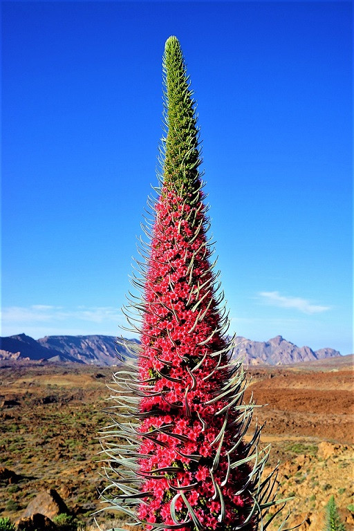 TEIDE 7