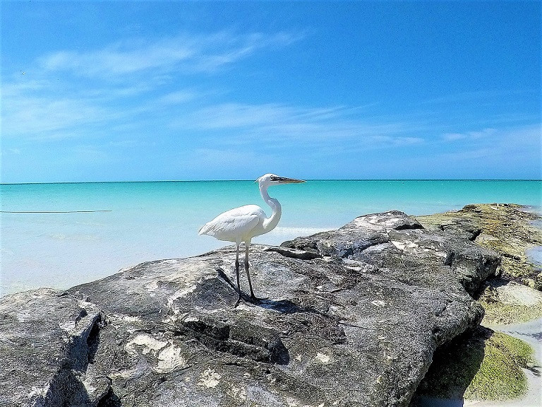 Z HOLBOX 1