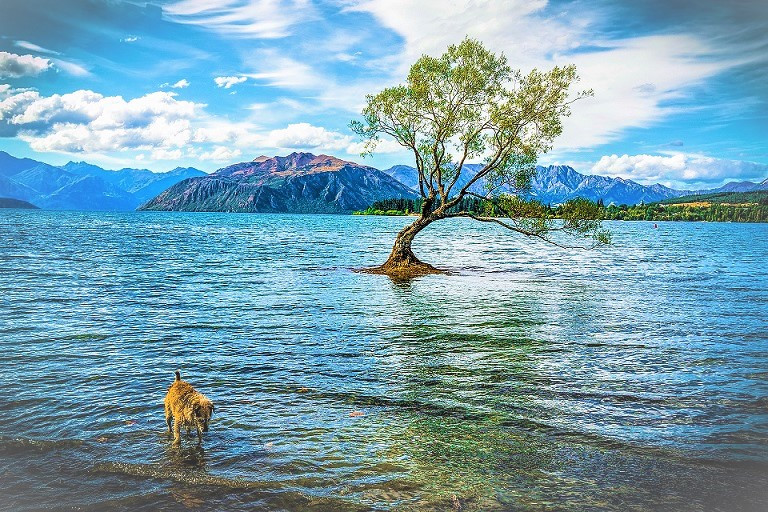 WANAKA 4