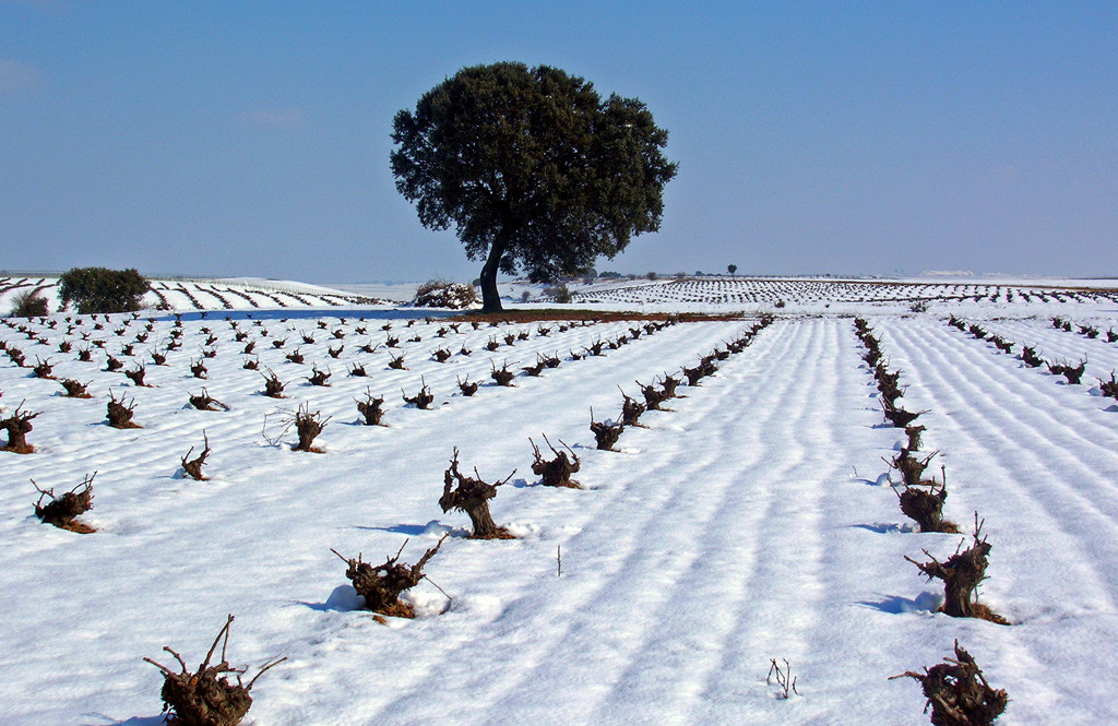 Ruta del Vino de Rueda08