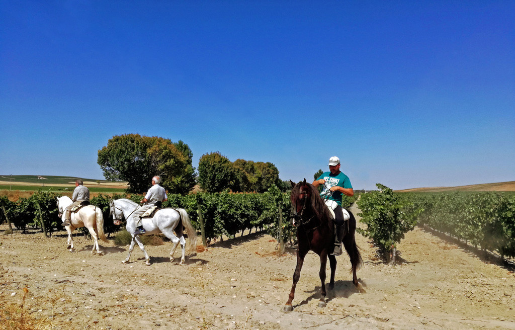 Ruta del Vino de Rueda01