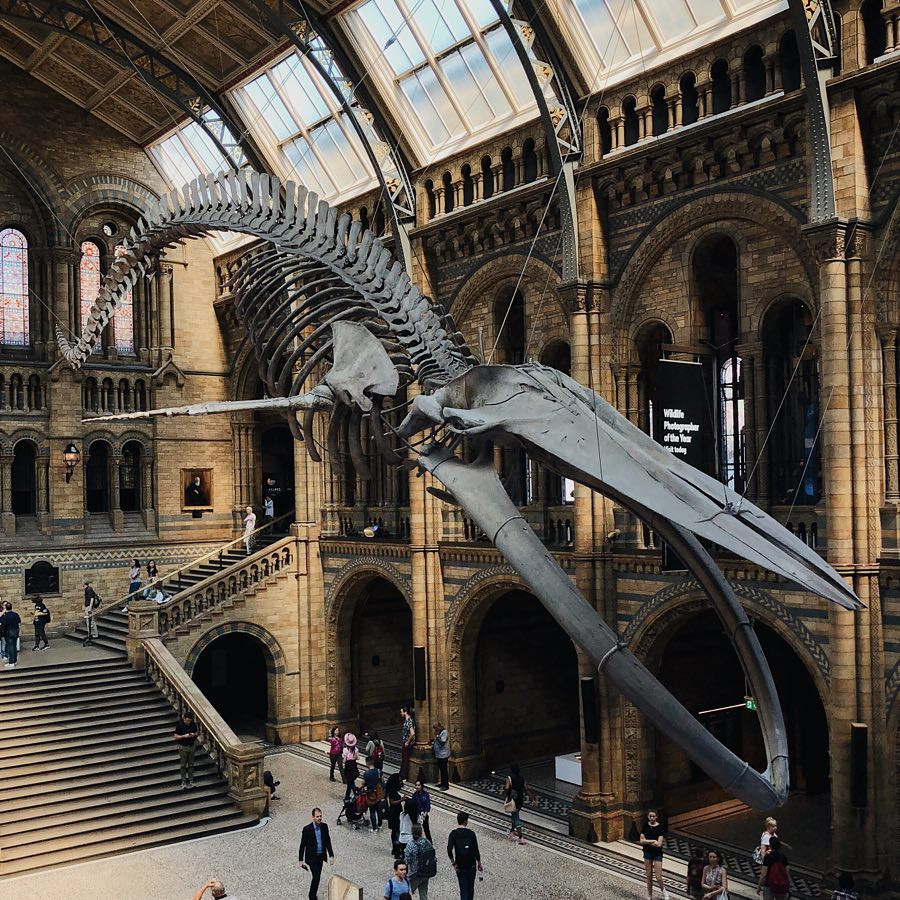 Natural history Museum London credit jackbenedwards