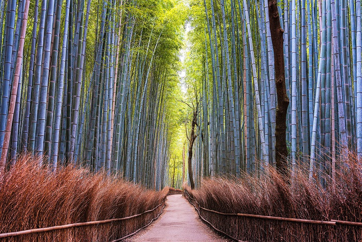 ARASHIYAMA 4 VIAJES Y LUGARES