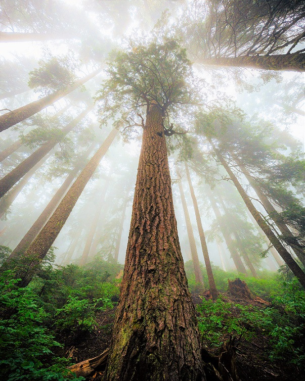 REDWOOD 1 VIAJES Y LUGARES