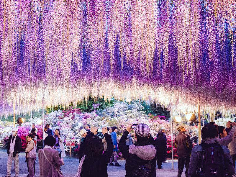 Ashikaga flower park illumination 6