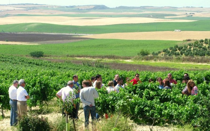 Ruta del Vino y el Brandy Marco de Jerez.  2