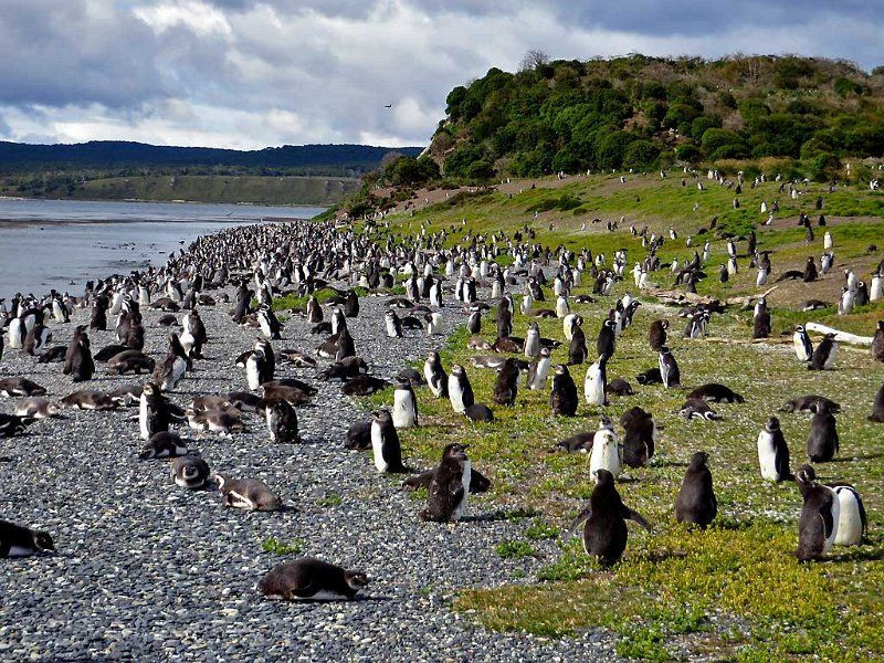 6. Isla Martillo Pinguinos