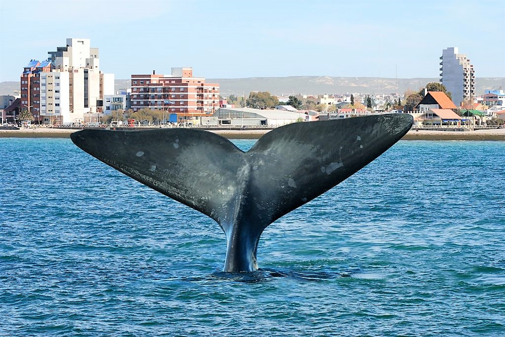 8... Madryn Golfo Nuevo