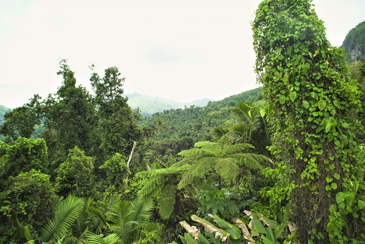 2... Bosque Nacional El Yunque