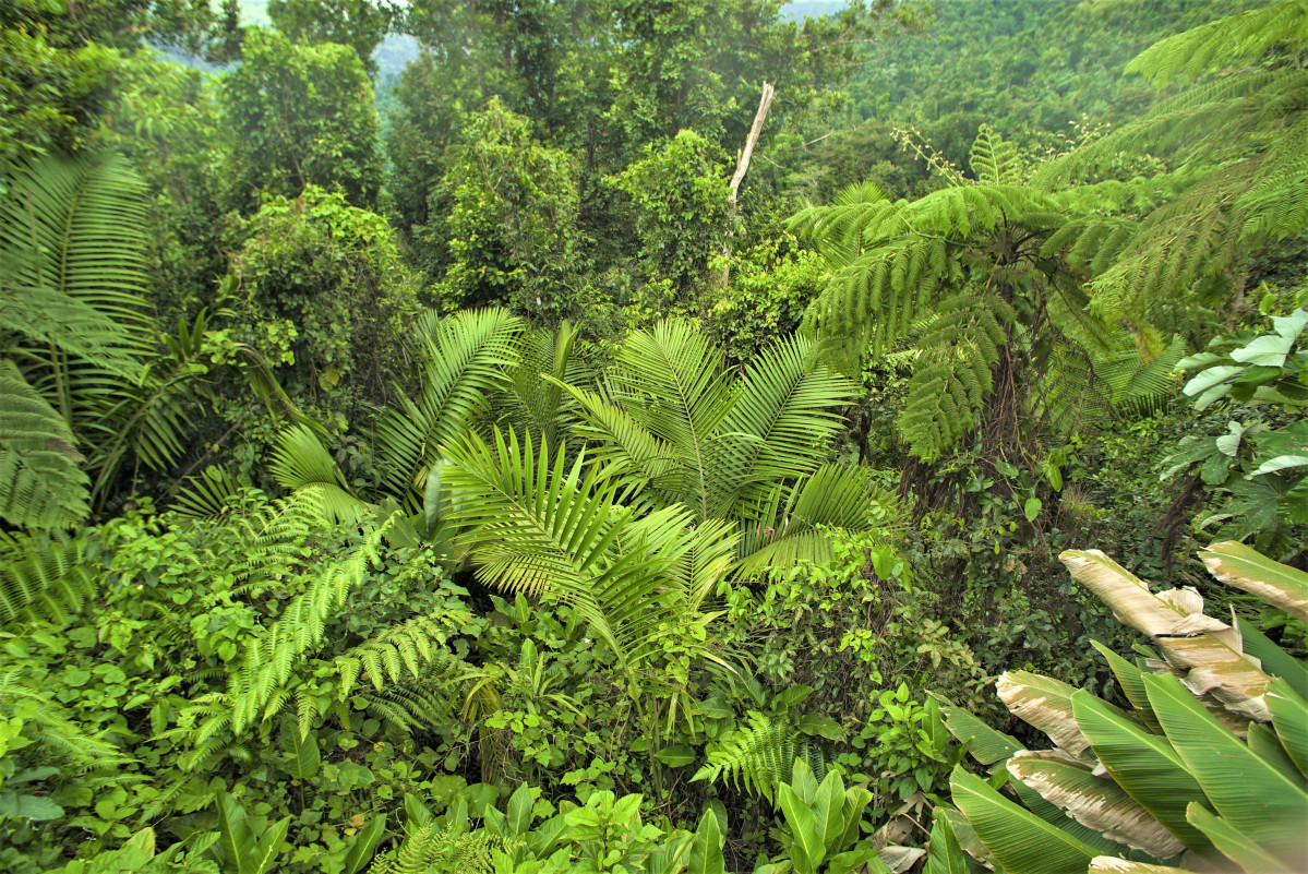 7...Flora Bosque Nacional El Yunque