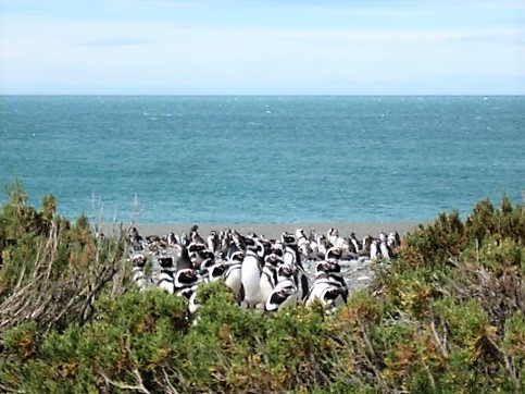 Reserva faunistica de Cabo Vírgenes