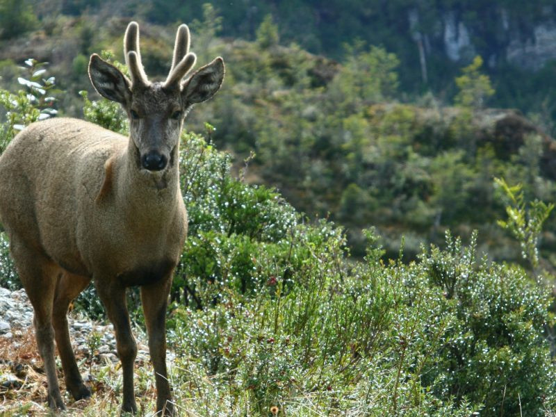 El Huemul