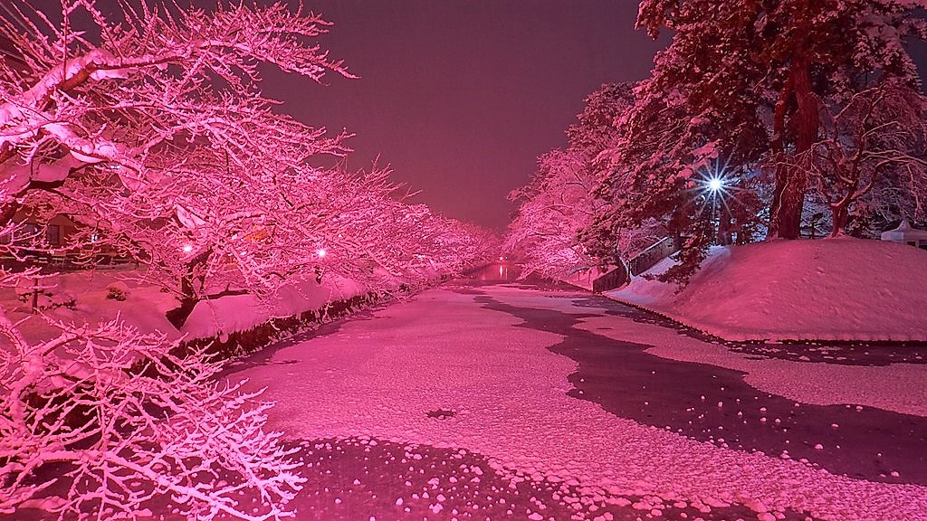 ©掬茶 Sakura winter