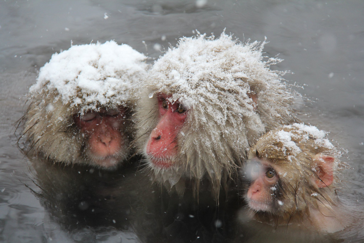 Jigokudani nozaru (3)©Nagano Tourism Organization