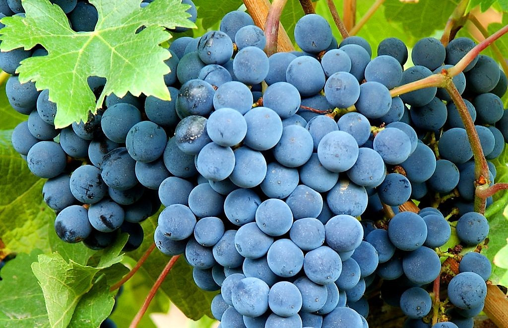 Uvas