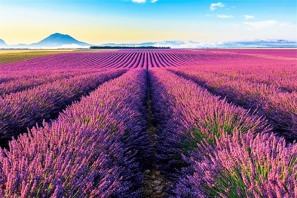 Campos de lavanda y el Mont Ventoux