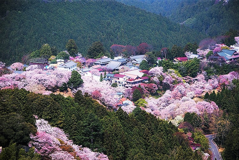 Mt Yoshino Sakura
