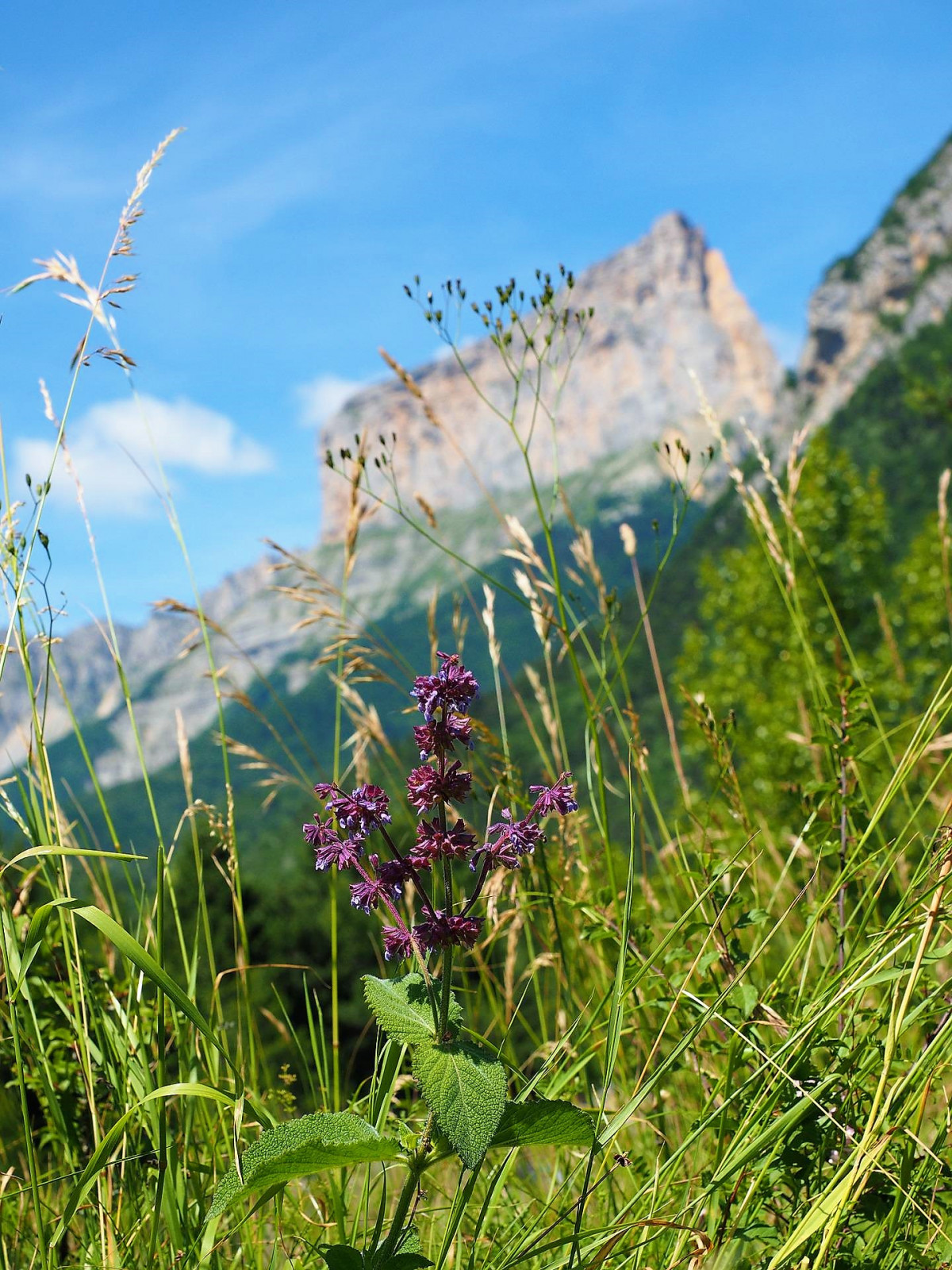 Mont aiguille 1460310 1920