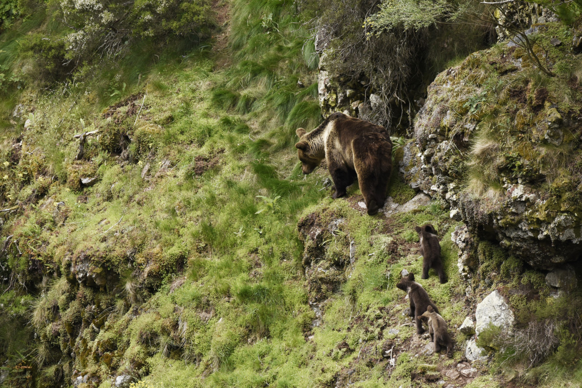 3. FOP. Osa cantábrica con tres crías