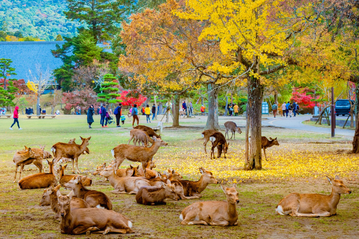 Nara Park