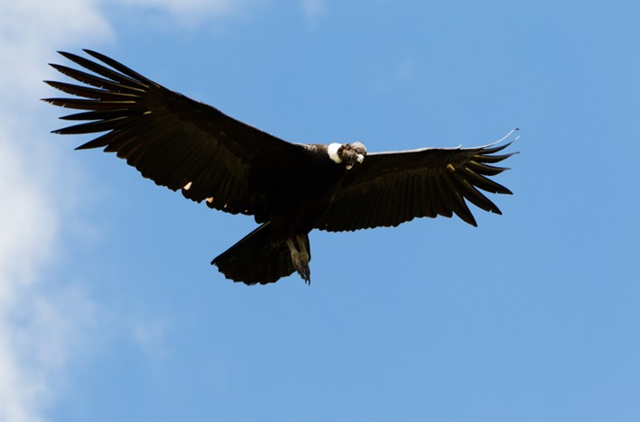 Avistamiento de aves   Quito