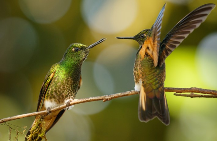 Avistamiento de aves 2   Quito