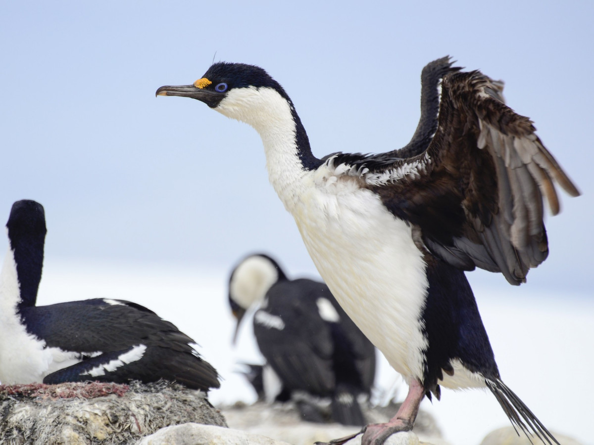 Cormoranes