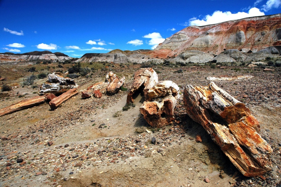 Bosque Petrficado