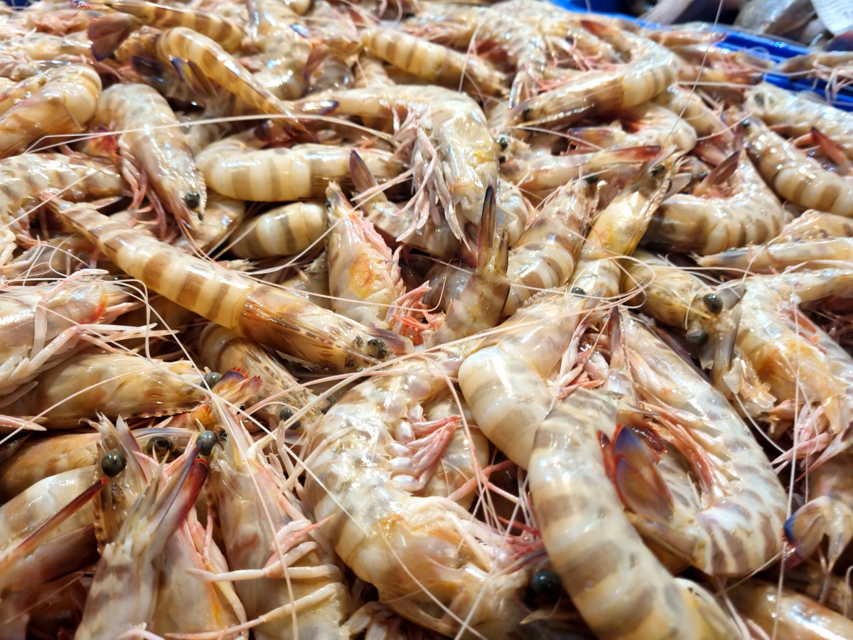 13 LANGOSTINO