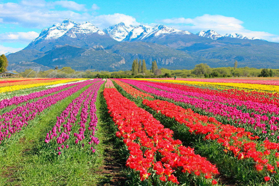 Campo de Tulipanes Trevelin