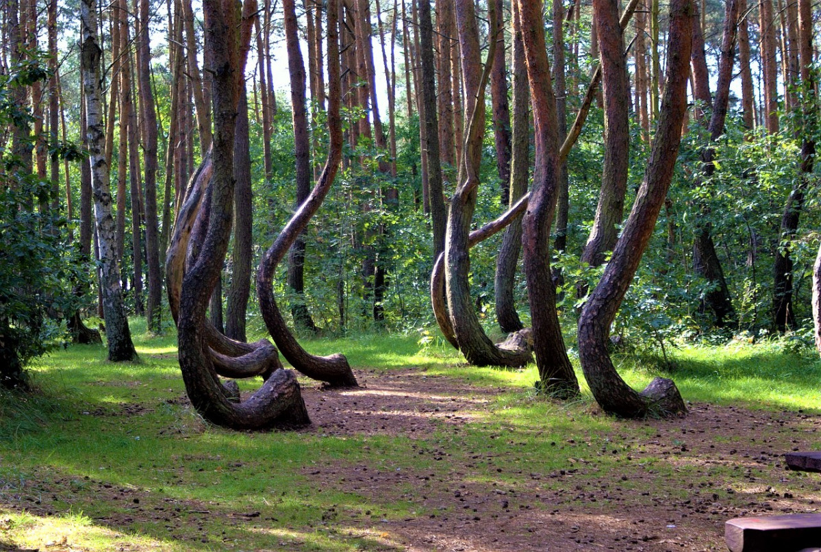 Crooked forest 641507 1280