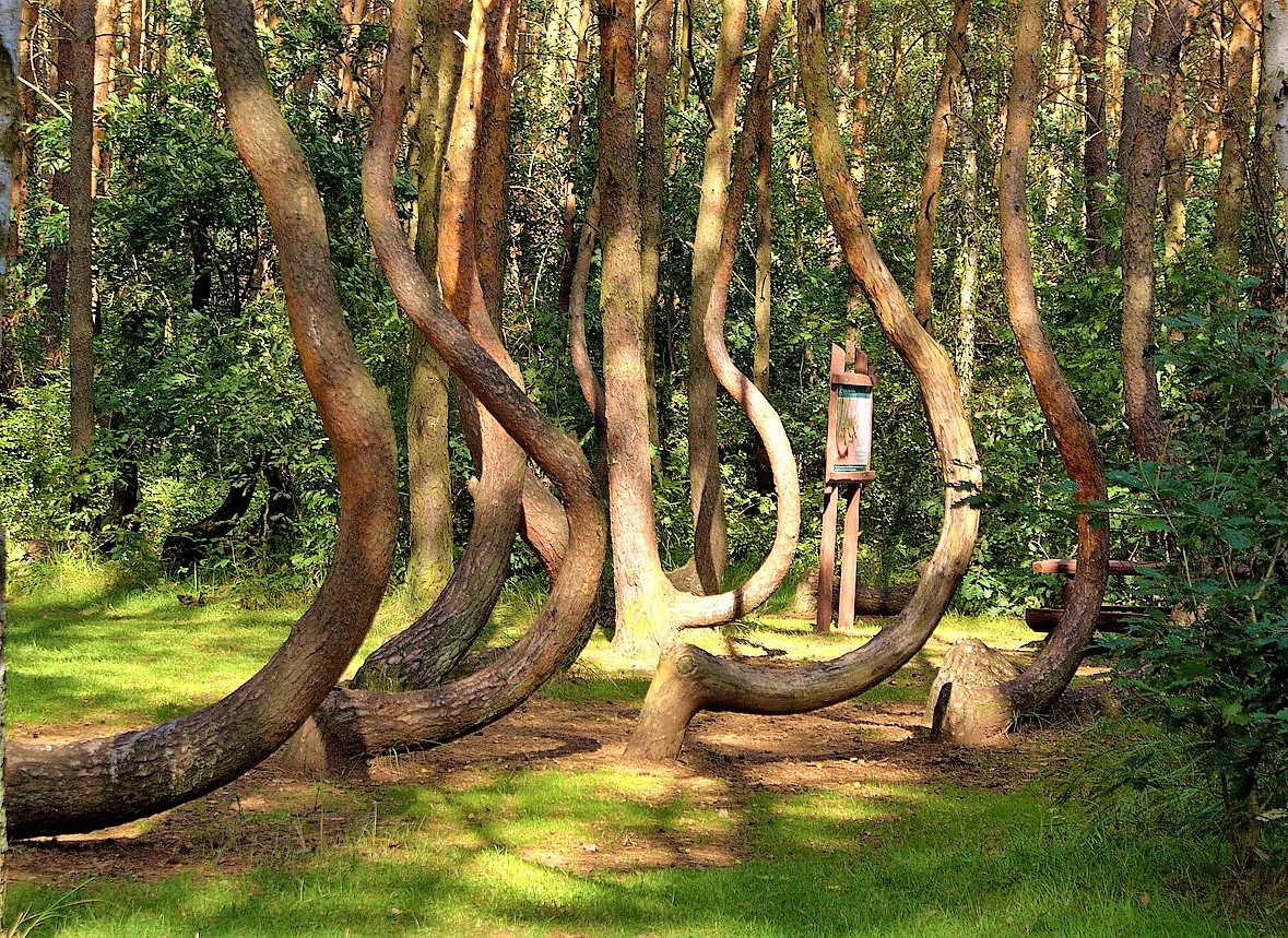Crooked forest 641512 1280