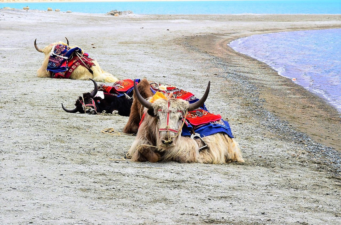 Yak 2674346 1280