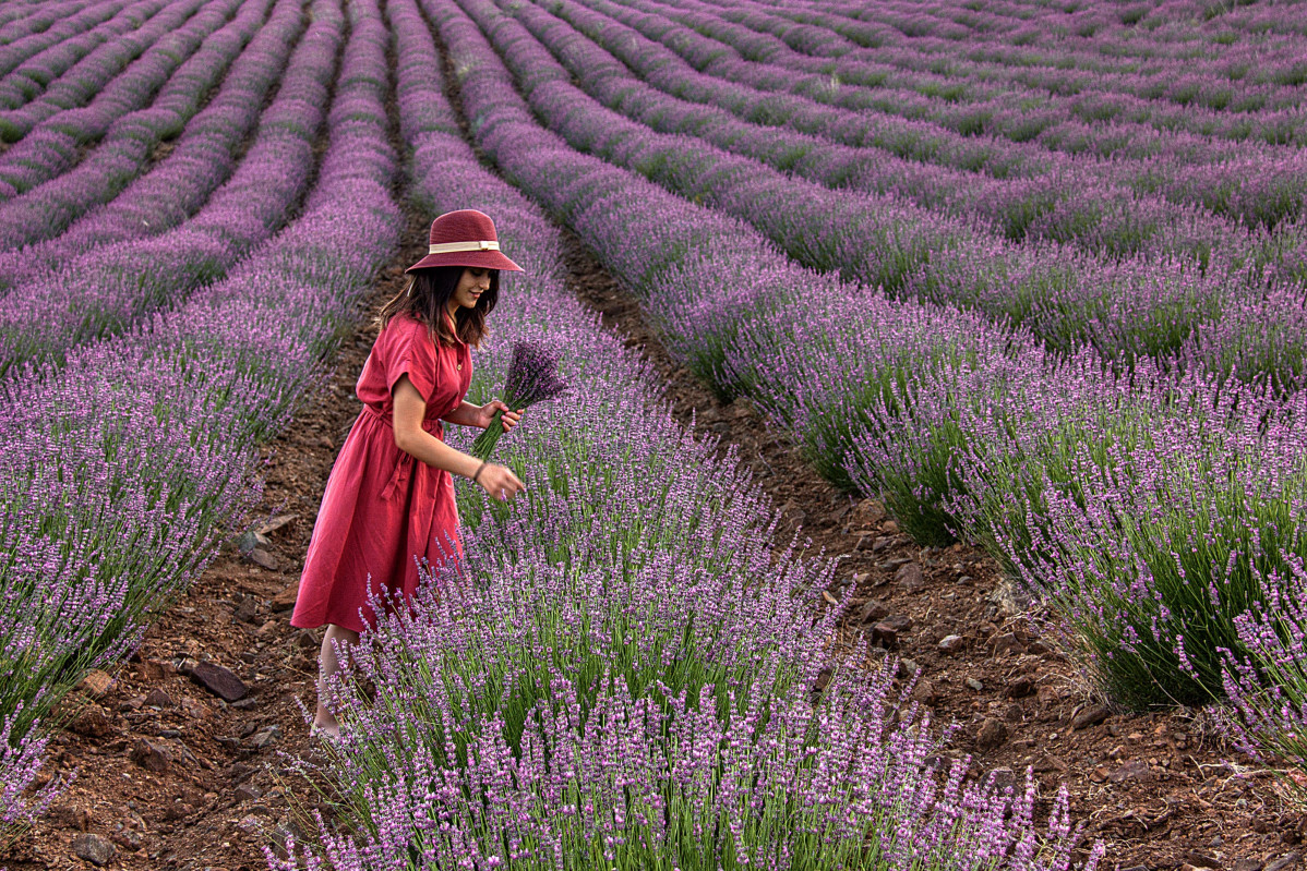 Lavender Field 2