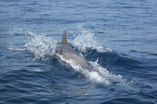 Mikurajima Island (Izu Islands) 02