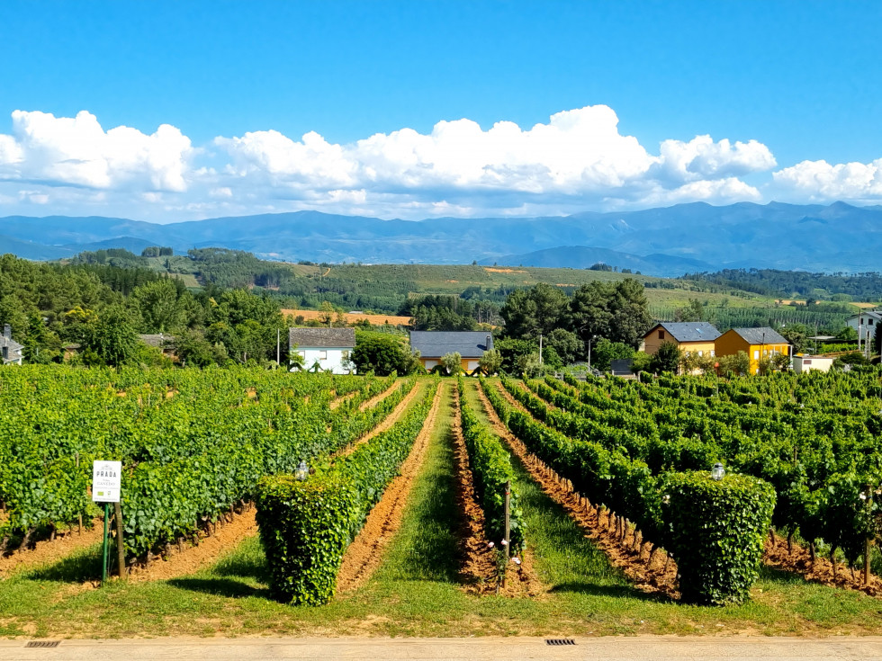 EXQUISITO VINO DEL BIERZO