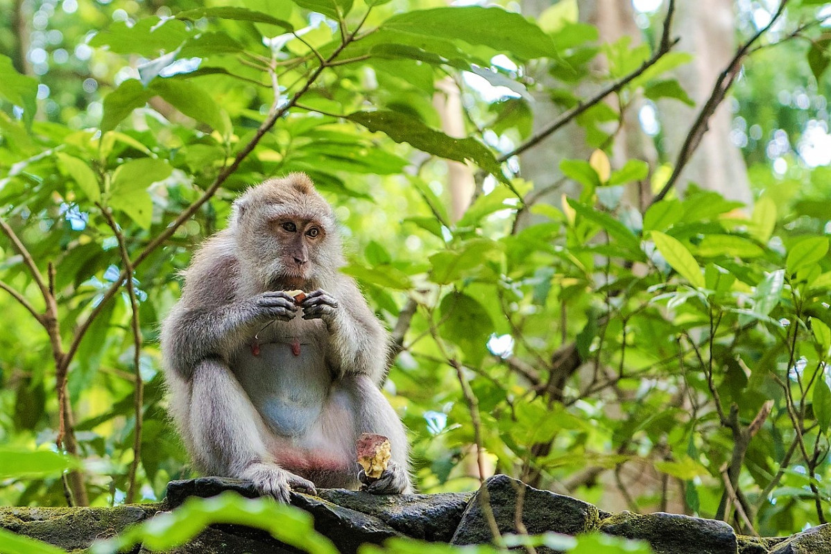 Balinese long tailed macaque g09102e28a 1280