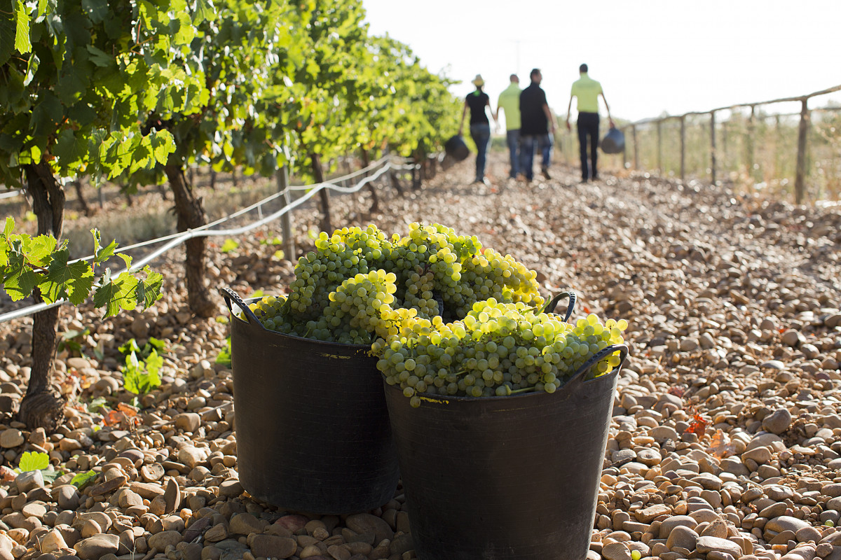 Ruta del Vino de Rueda   Vendimia Bodega Menade