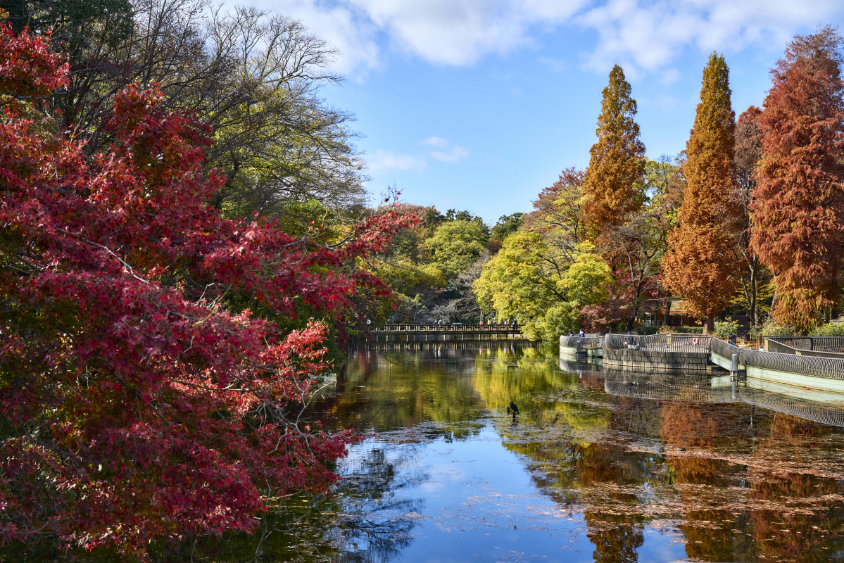 Inokashira Park (2)