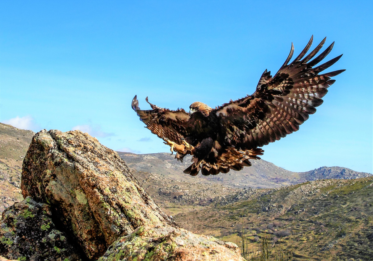 Aguila real