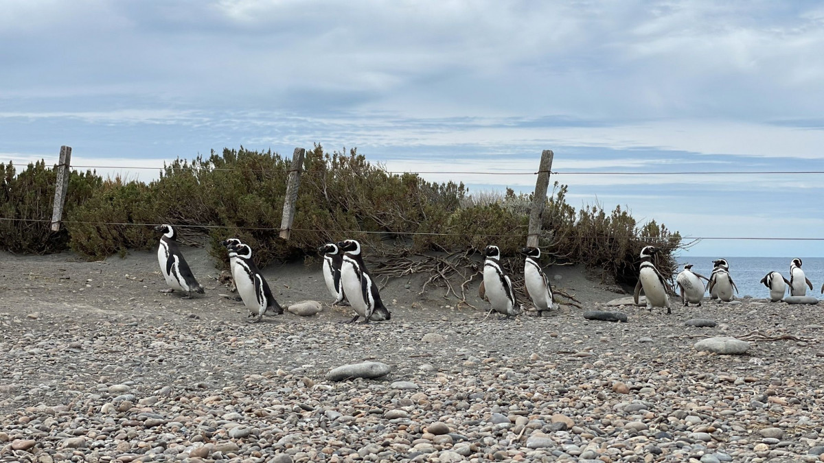 Tierra de pinguinos